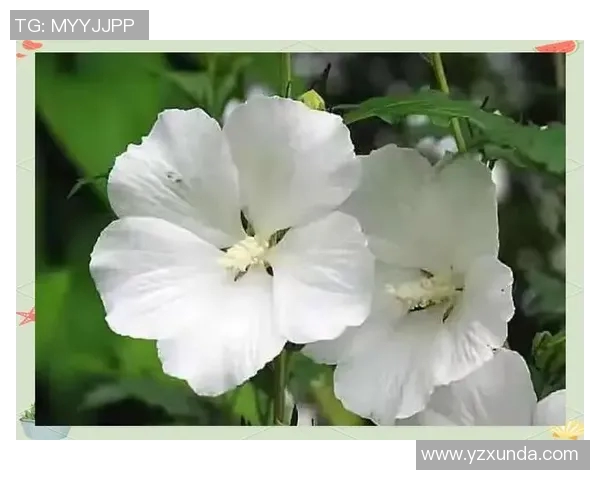 何思雨：在风雨中绽放的坚韧与希望的故事